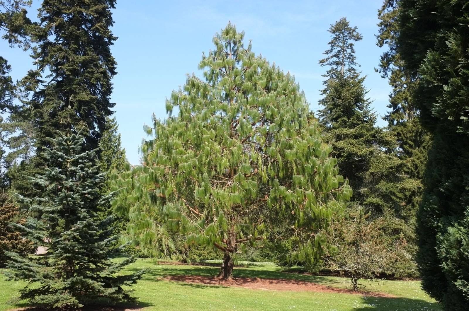 Pino Pátula - Vista 3